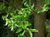Salix matsudana « Tortuosa »