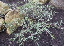 Salix purpuera « Pendula »