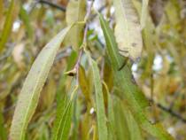 Salix udensis « Sekka »