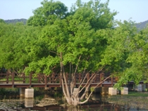 Salix chaenomeloides