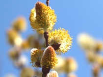 Salix gracilistyla « Melanostachys »