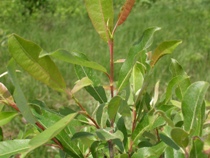 Salix discolor